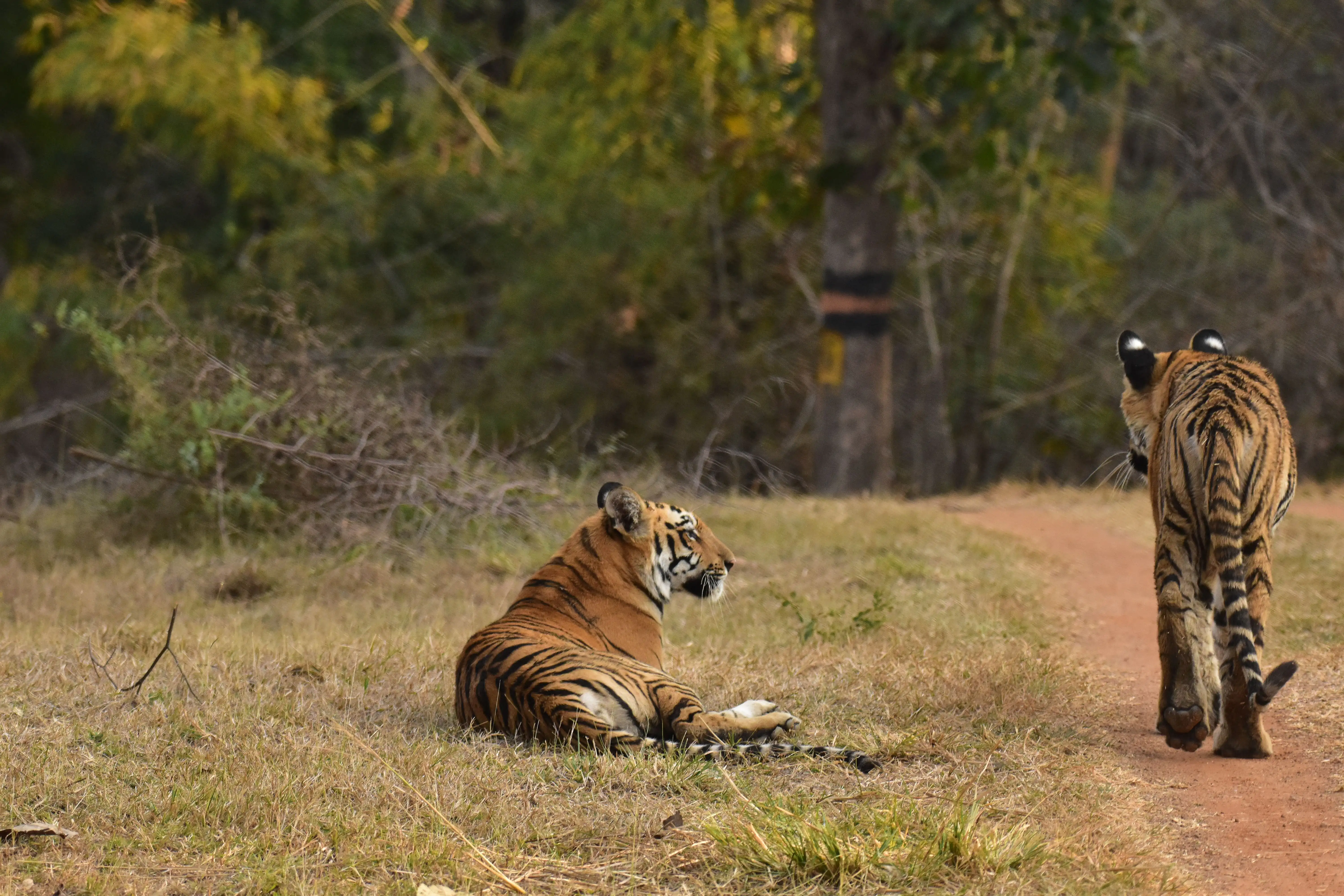 Bengal Tiger Safari