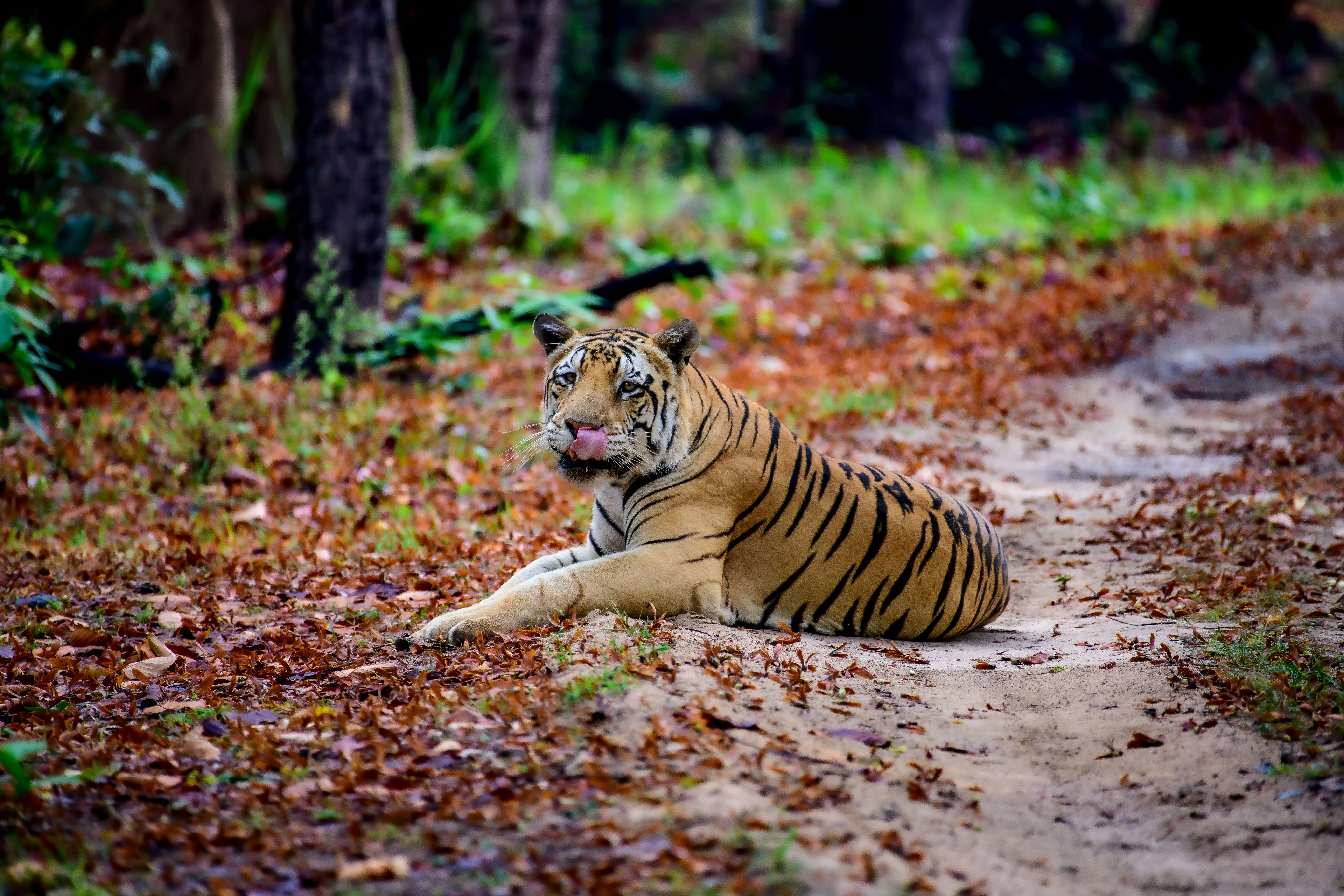 Bengal Tiger in Kanha Meadows