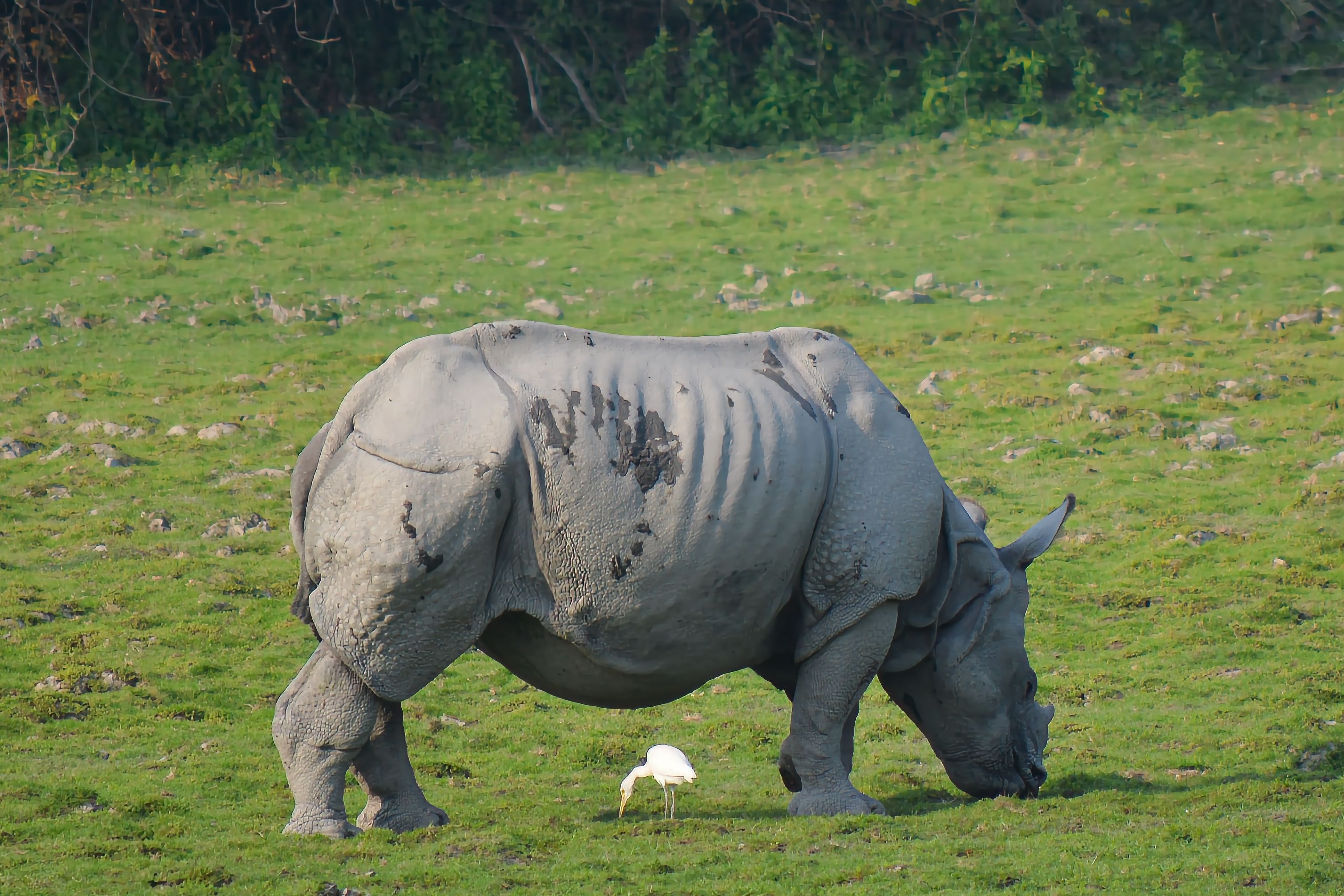 Great One-Horned Rhino